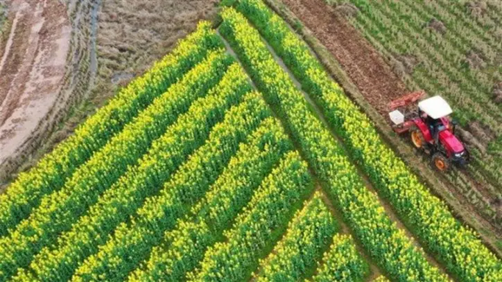 نمو كبير في الدخل الزراعي بمصر خلال 2023/2024 وفق بيانات الإحصاء الرسمية