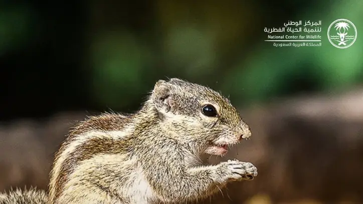 السيطرة على سنجاب النخيل الشمالي الغازي في جدة