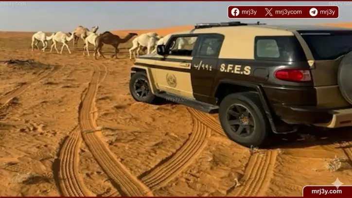 ضبط مخالف لرعي الإبل في محمية الإمام عبدالعزيز وتطبيق غرامات نظامية