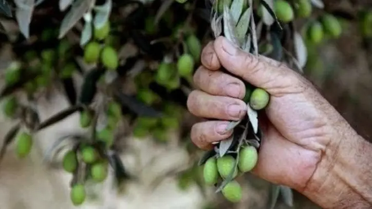 وزارة الزراعة تحتفل باليوم العالمي لشجرة الزيتون وتعرض جهود دعم التوسع والإنتاج