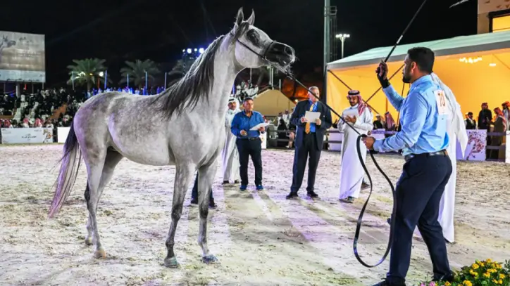 بطولة حائل الدولية لجمال الخيل العربية الأصيلة تشهد إقبالاً جماهيرياً واسعاً في نسختها الرابعة