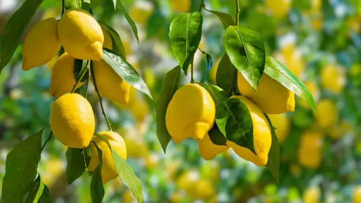 ارتفاع محتمل في أسعار الليمون بسبب "النوبة الصمغية" هذا الموسم