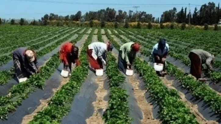 ازدهار الصادرات الزراعية المصرية في 2025 يعزز مكانة البلاد عالميًا