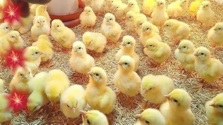 تشييع عزاء الاستايلست ريهام عاصم بمسجد الحامدية الشاذلية