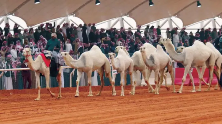 حضور دولي مميز في مهرجان الملك عبدالعزيز للإبل ورجل أعمال صيني يشيد بالمهرجان